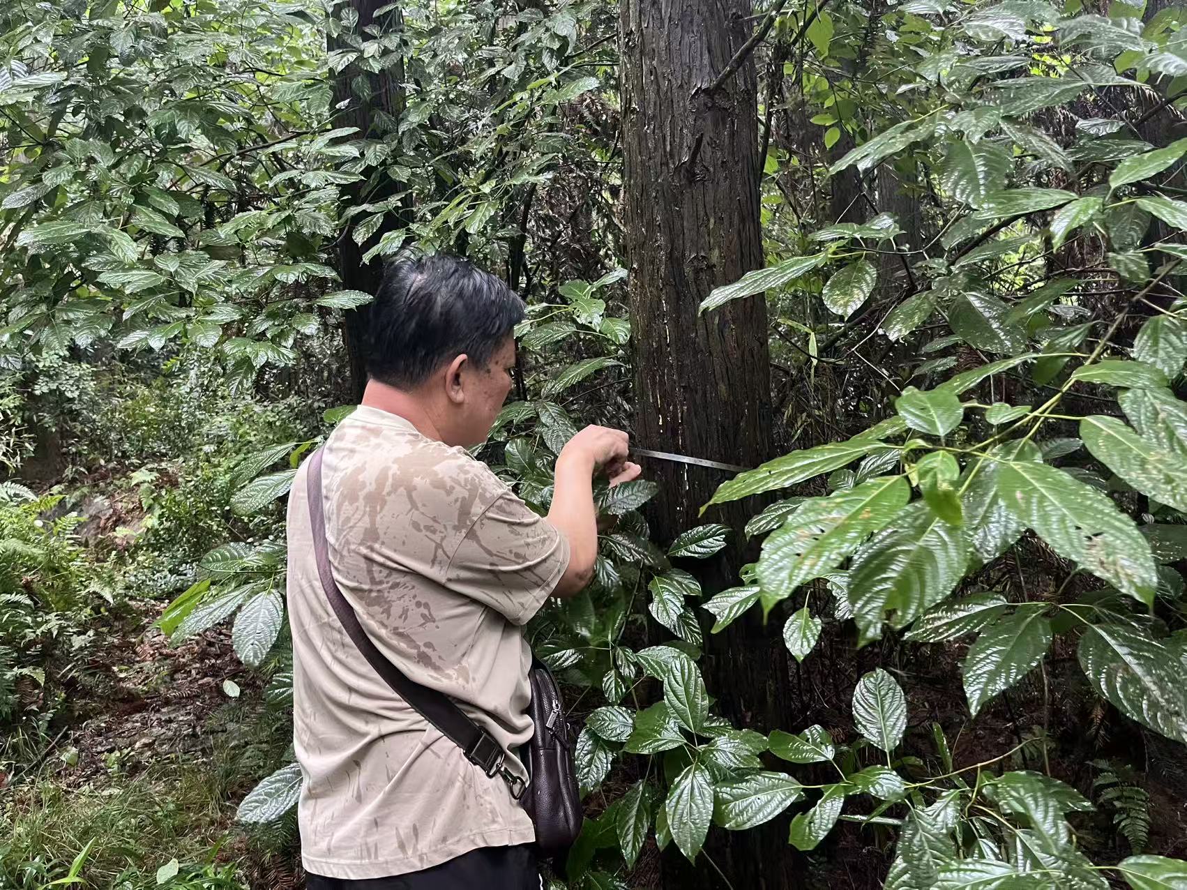 马鞍山林业评估